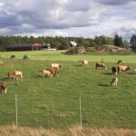 cows field green landscape barn