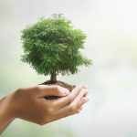 hand holdig big tree growing on green background eco earth day concept