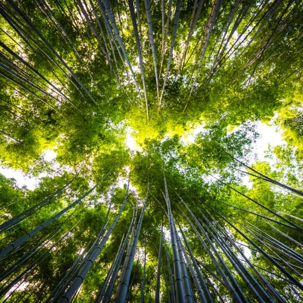 beautiful-landscape-of-bamboo-grove-in-the-forest-at-arashiyama-kyoto